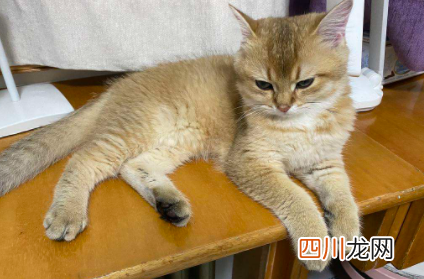猫咪睡在头顶上是什么意思