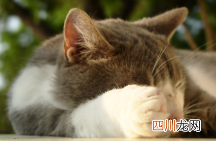 猫咪睡在头顶上是什么意思