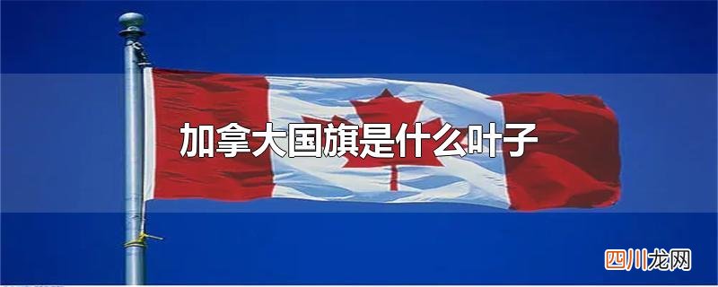 加拿大国旗是什么叶子