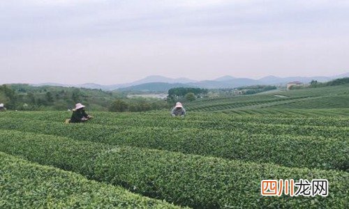 清明节2021年几月几号 清明节习俗南北方的差异