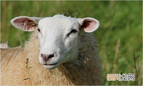 2021年犯太岁最凶的四大生肖 怎么化解最有效
