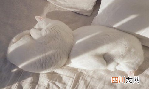 为什么好多人被猫抓不打疫苗 哪种情况是一定要打疫苗的？