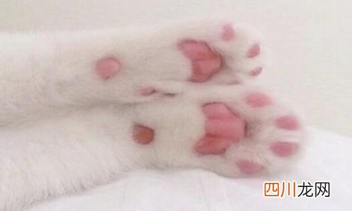 为什么好多人被猫抓不打疫苗 哪种情况是一定要打疫苗的？