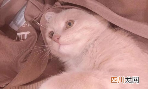 为什么好多人被猫抓不打疫苗 哪种情况是一定要打疫苗的？