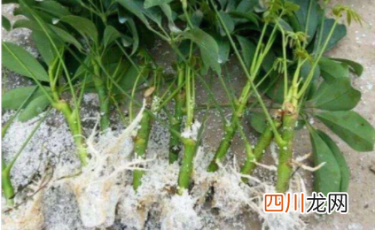 生根粉水泡过以后还有用吗