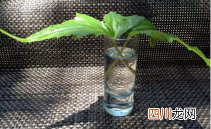 生根粉水泡过以后还有用吗