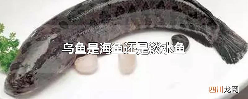 乌鱼是海鱼还是淡水鱼