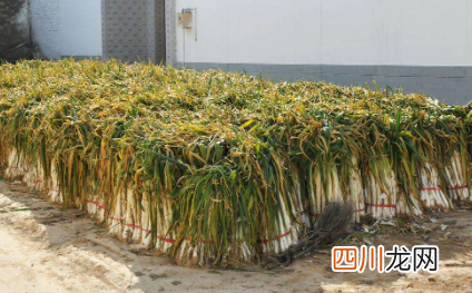 过年门口放葱是什么意思