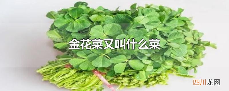 金花菜又叫什么菜