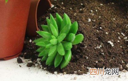 花盆里有湿虫怎样除掉