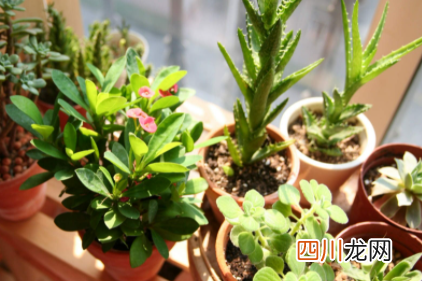 花盆里有湿虫怎样除掉