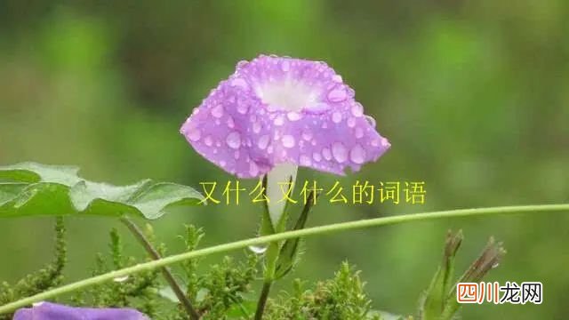 abac的词语有哪些？ 又什么又什么的词语