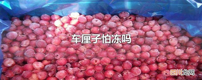 车厘子怕冻吗树 车厘子怕冻吗