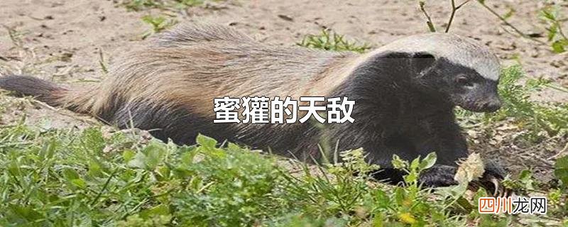 蜜獾的天敌