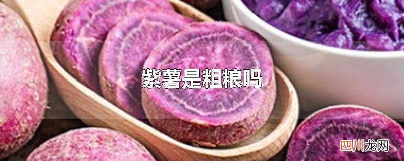 紫薯是粗粮吗