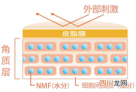 角质层薄怎么修复增厚