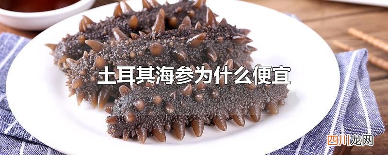 土耳其野生海参的质量和价钱 土耳其海参为什么便宜