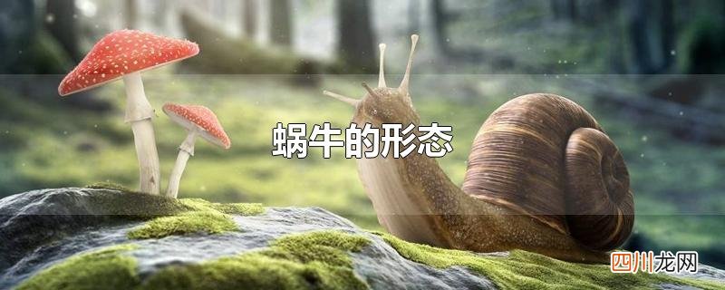 蜗牛的形态结构 蜗牛的形态