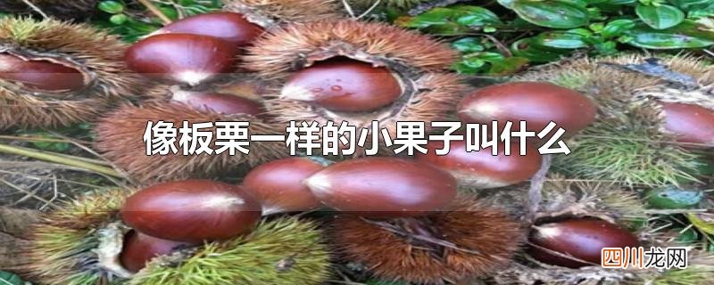 像板栗一样的小果子叫什么可以用来煲汤 像板栗一样的小果子叫什么