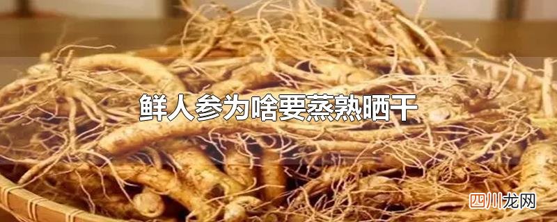 鲜人参为啥要蒸熟晒干