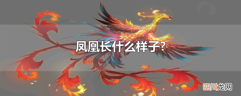 凤凰长什么样子?