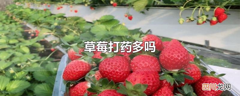 奶油草莓打药多吗 草莓打药多吗