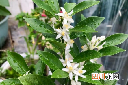 2022年家里摆什么花招好运