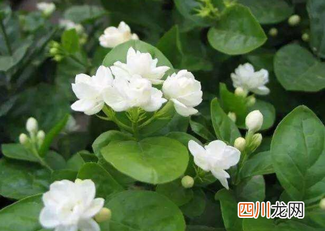 2022年家里摆什么花招好运
