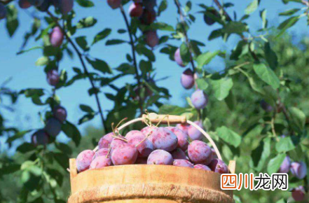 西梅吃多少个会拉肚子