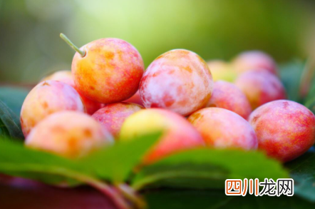 西梅吃多少个会拉肚子