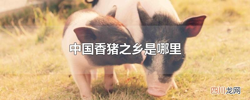 我国香猪的产地主要是在哪里 中国香猪之乡是哪里