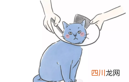 伊丽莎白圈会影响猫咪睡觉吗