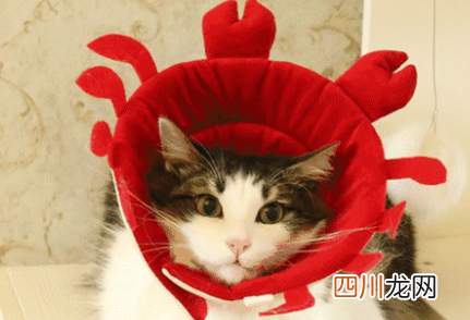 伊丽莎白圈会影响猫咪睡觉吗