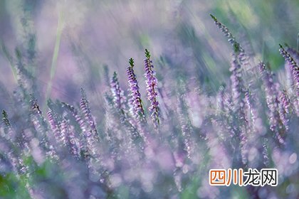 2022年清明节能剪头发吗？理发上午还是下午吉利？