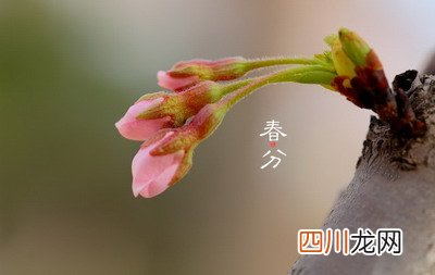 2022年今年春分是几月几号几点几分？春分为什么不叫春至？