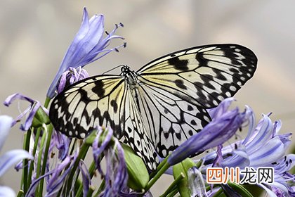 今年三月二十六是不是黄道吉日 阴历二十六剪头发好不好