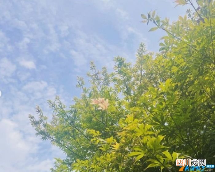 赵薇现状曝光 赵薇事件最新消息是真的吗赵薇的老公