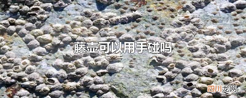 被藤壶划伤怎么办 藤壶可以用手碰吗