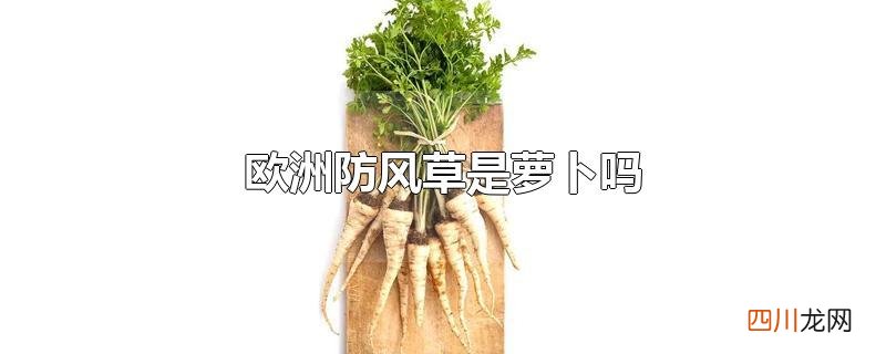 防风草和萝卜 欧洲防风草是萝卜吗