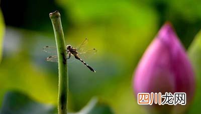 uc下一页:立竿见影的意思是什么