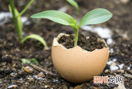 鸡蛋臭了能浇花吗