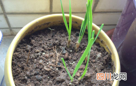 鸡蛋臭了能浇花吗