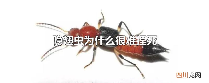 隐翅虫为什么很难捏死