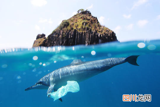 辐射超标十多倍 日本暂停福岛海域一种海鱼上市销售