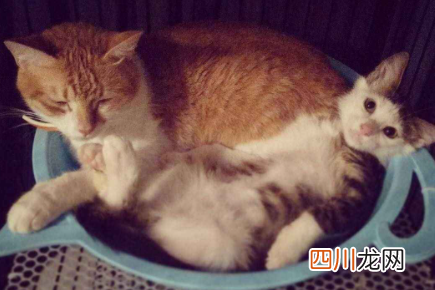 猫咪太瘦吃什么能快速胖起来