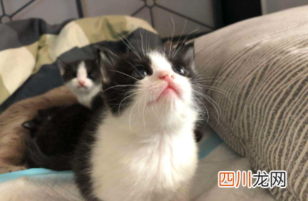猫咪太瘦吃什么能快速胖起来