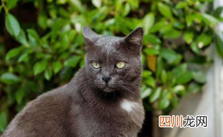 猫咪为什么在家里疯跑