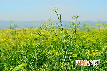 2022年的三月三上巳节是什么时候？上巳节怎么过？