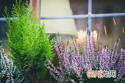 2022壬寅年三月十二日适不适合求婚？日子好吗？