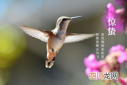 生肖属鸡的人出生在惊蛰节气这天命运怎么样？